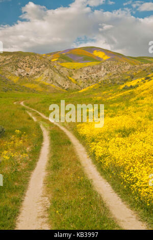 Super primavera sbocciano i fiori di campo in California;s Carrizo Plain monumento nazionale. Foto Stock