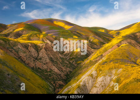 Super primavera sbocciano i fiori di campo in California;s Carrizo Plain monumento nazionale. Foto Stock