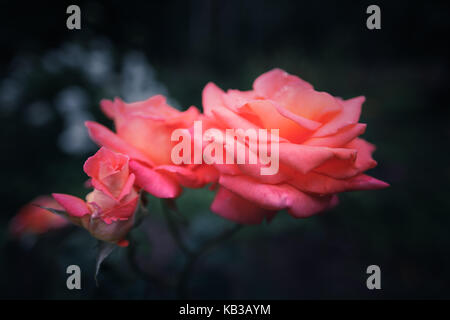 Tre rose rosse su un naturale scuro sfondo sfocato Foto Stock