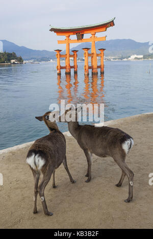 Giappone, kyushu, Hiroshima, l'isola di Miyajima, cervi sulla spiaggia, torii nell'acqua, Foto Stock