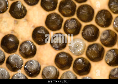 Beehive honeybees, Apis mellifera, larve nella camera di covata, Foto Stock