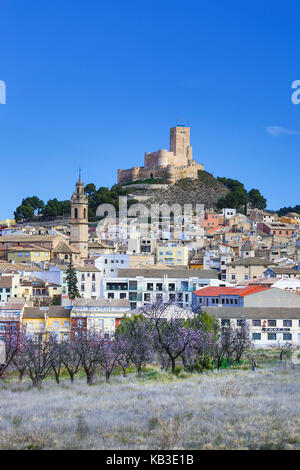 Spagna, regione Valencia, provincia di Alicante, Biar, castello di Biar, mandorli in fiore Foto Stock