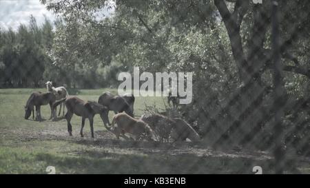 Bestiame bovino nel Corral. Cavalli che mangiano l'erba all'interno del Corral. Un cavallo grazes è un pascolo Foto Stock