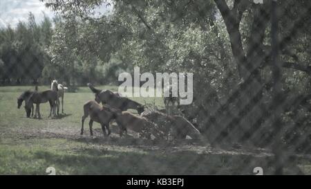 Bestiame bovino nel Corral. Cavalli che mangiano l'erba all'interno del Corral. Un cavallo grazes è un pascolo Foto Stock