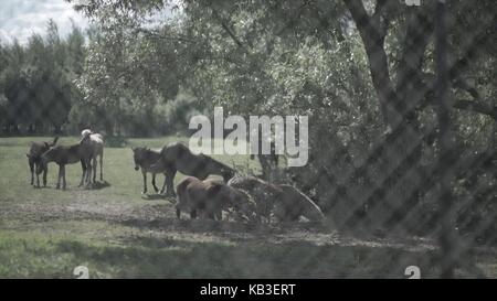 Bestiame bovino nel Corral. Cavalli che mangiano l'erba all'interno del Corral. Un cavallo grazes è un pascolo Foto Stock