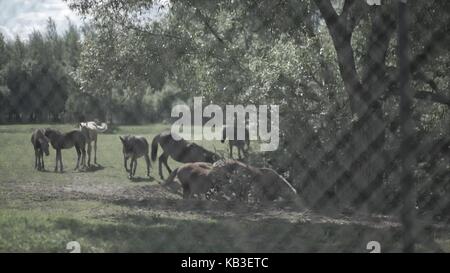 Bestiame bovino nel Corral. Cavalli che mangiano l'erba all'interno del Corral. Un cavallo grazes è un pascolo Foto Stock