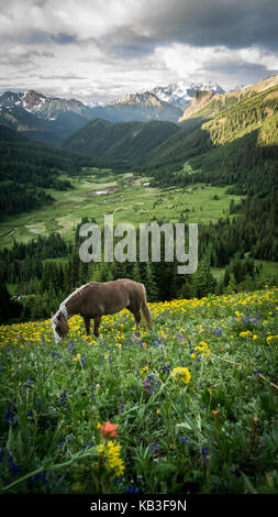 Un cavallo al pascolo in fioritura prati alpini in estate. Vista verso eldorado. (Sud chilcotin mountain park, BC, Canada) Foto Stock