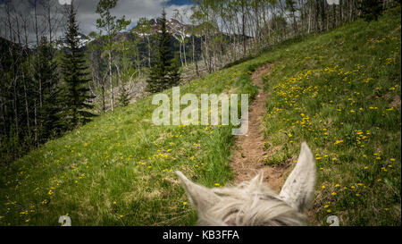 Vista di un sentiero tortuoso attraverso un prato in fiore in primavera da un cavallo dal punto di vista del cavallo (orecchie). (Sud chilcotin mountains, Canada) Foto Stock