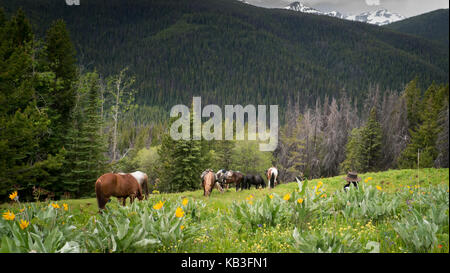 Cayuse cavalli pascolano in un prato pieno di balsamo di fiori di root e lupini nel sud chicotin mountain park, BC Canada. Foto Stock