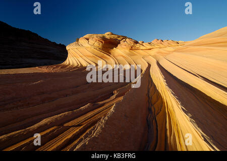 Coyote contrafforte, usa, Foto Stock