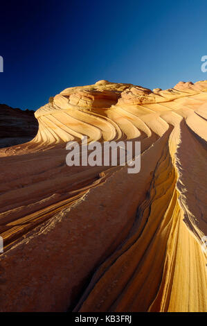 Coyote contrafforte, usa, Foto Stock