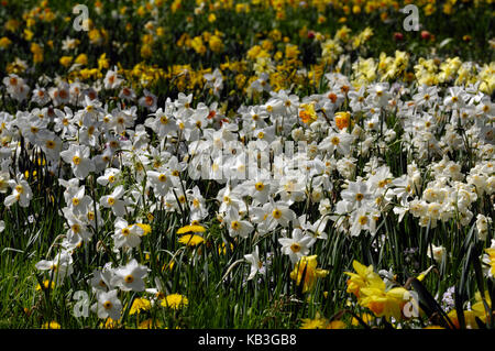 Narcissus prato, Isola di Mainau, Foto Stock