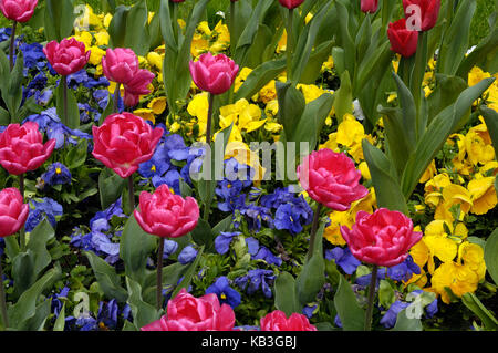 Campo dei Fiori, Isola di Mainau, Foto Stock