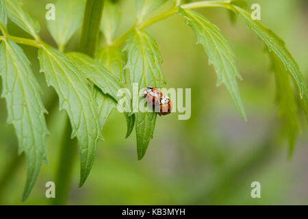 Ladybird coleotteri coniugata Foto Stock