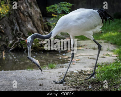 Il rosso-crowned crane mangiare un pesce. Il rosso-crowned crane o Manchurian gru, è un grande East Asian gru tra le gru più rari nel mondo. Foto Stock