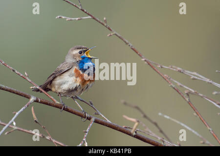 Blueghora bianca / Blaukehlchen ( Luscinia svecica ) cantando il suo canto, seduto in rami asciutti di un cespuglio di betulla, fauna selvatica, Europa. Foto Stock