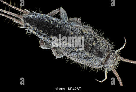 La luce riflessa micrografia di una famiglia Zygentoma insetto (silverfish) trovato indoor nella parte occidentale dello stato di Washington, USA Foto Stock
