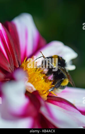 Chiudere fino a Bumblebee (bombus lucorum) su rosso e bianco dahlia. Foto Stock