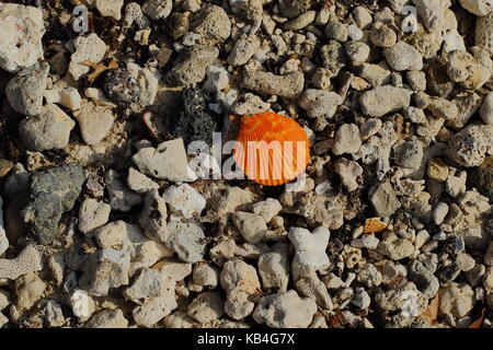 Località costiera di vita ancora con un guscio di ostrica e vari elementi naturali in formato paesaggio con spazio di copia Foto Stock