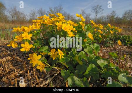 Marsh-calendula (Caltha palustris) è uno dei primi harbringer della molla, Paesi Bassi Overijssel, parco nazionale weerriben-wieden Foto Stock