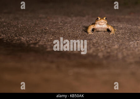 Il rospo comune (Bufo bufo) maschio vicino al bordo dell'acqua, i Paesi Bassi, Gelderland, overasseltse en haterse vennen Foto Stock