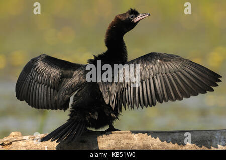 Cormorano pigmeo (microcarbo pygmeus) essiccare le sue ali, Ungheria Foto Stock