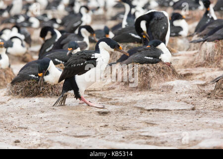 Re cormorano (Phalacrocorax atriceps) a piedi la colonia di allevamento, Isole Falkland, Sea Lion Island Foto Stock