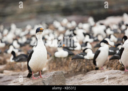 Re cormorano (Phalacrocorax atriceps) a piedi a Colonia, Isole Falkland, Sea Lion Island Foto Stock