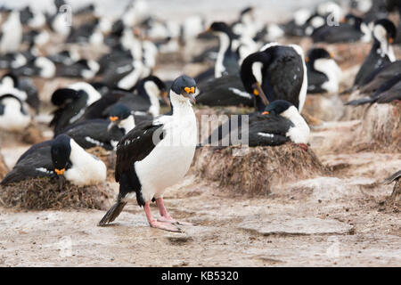 Re cormorano (Phalacrocorax atriceps) a piedi la colonia di allevamento, Isole Falkland, Sea Lion Island Foto Stock