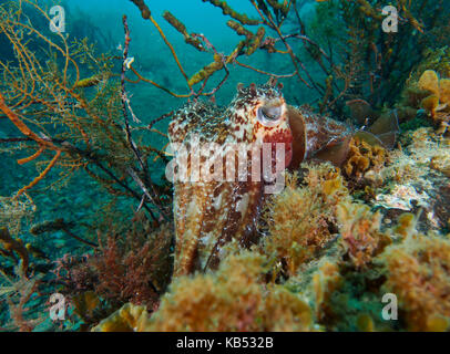 Australian Seppie (Sepia apama) nascondere nell'erbaccia, Australia, Sud Australia, Yankalilla, rapid bay jetty Foto Stock