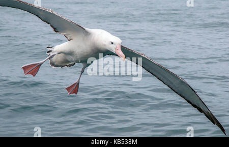 Albatro errante (diomedea exulans) close up di volo appena al di sopra dell'acqua oceanica, la preparazione per l'atterraggio, nuova zelanda, canterbury, kaikoura coast Foto Stock