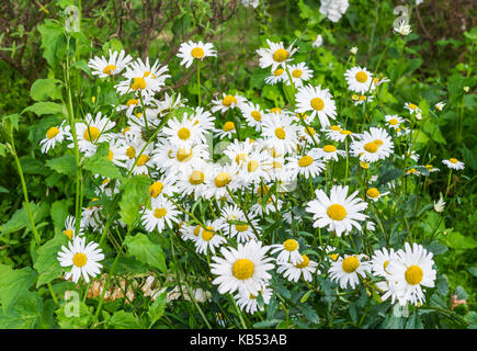 Oxeye margherite (Leucanthemum vulgare, crisantemo Leucanthemum) cresce in estate nel Regno Unito. Foto Stock