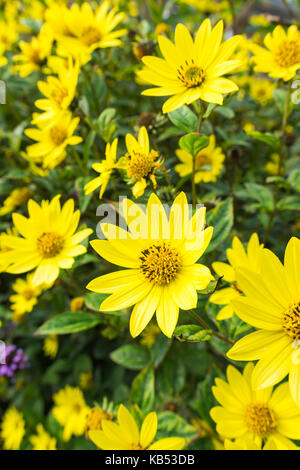 Helianthus 'Lemon Queen' fiori, un perenne girasole, all'inizio dell'Autunno nel West Sussex, in Inghilterra, Regno Unito. Ritratto. Piccolo giallo girasole. Foto Stock