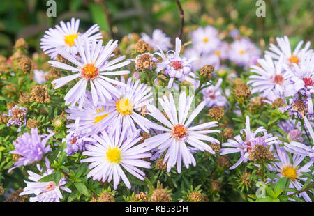Lilac Aster fiori in autunno fiorisce nel West Sussex, in Inghilterra, Regno Unito. Primo piano. Foto Stock