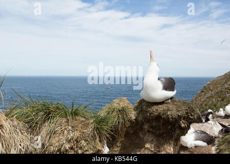 Nero-browed albatross (thalassarche melanophry) sky puntando sul nido, Isole Falkland Foto Stock