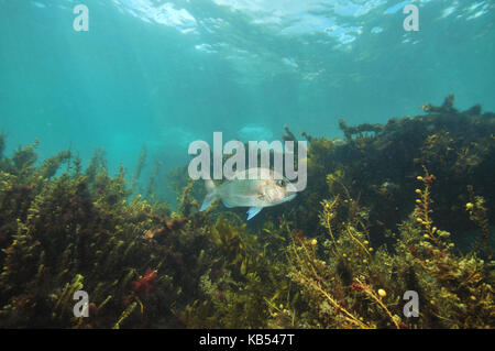 Australasian snapper pagrus auratus tra fitti mare marrone erbacce con oceano visibile sopra la superficie. Foto Stock