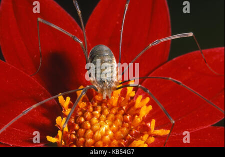 Harvestman europea (phalangium opilio) sulla parte superiore del fiore rosso, Belgio Foto Stock