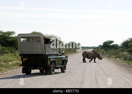 Namibia, Kunene, Parco Nazionale di Etosha, rinoceronte nero (Diceros bicornis) che attraversa la strada Foto Stock