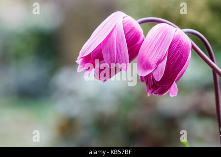 Il papavero anemone, medie di close-up Foto Stock