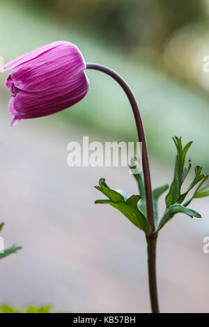 Il papavero anemone, medie di close-up Foto Stock