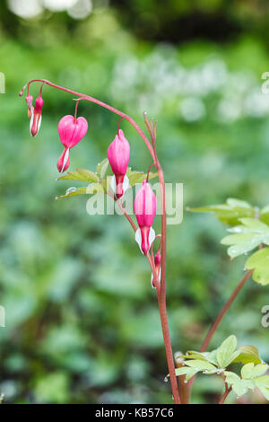 Cuore di sanguinamento, fiorisce Foto Stock