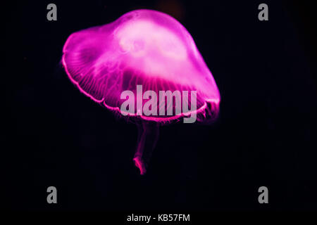 Meduse rosa sotto l'acqua, close-up Foto Stock