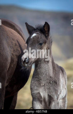 Puledro neonato, Islanda, islandese riproduttori di razza di cavalli, Islanda Foto Stock