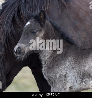 Puledro neonato con cavallo, Islanda islandese di riproduttori di razza di cavalli, Islanda Foto Stock