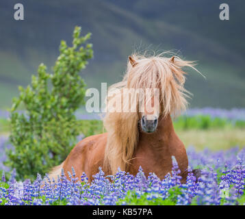 Horse Running da lupini, razza di cavalli islandesi in estate con la fioritura di lupini, Islanda Foto Stock