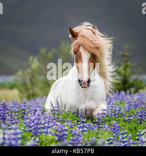 Horse Running da lupini, razza di cavalli islandesi in estate con la fioritura di lupini, Islanda Foto Stock
