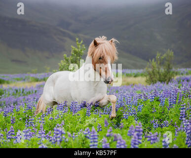 Cavallo islandese in esecuzione in campi di lupino, razza di cavalli islandesi in estate con la fioritura di lupini, Islanda, Foto Stock
