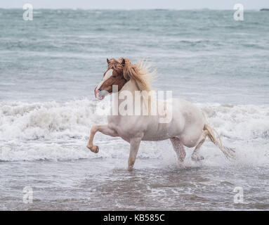 Horse Running sul litorale, Islanda Foto Stock