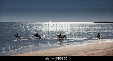 Passeggiate a cavallo sulla spiaggia longufjordur, snaefellsnes peninsula, Islanda Foto Stock