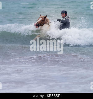 Equitazione in mare, Islanda cavallo islandese e pilota alla spiaggia di Longufjorur, Penisola di Snaefellsnes, Islanda Foto Stock